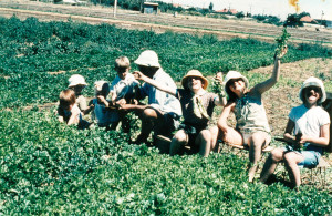 Barrie West and West family members in celery seed beds, Valetta Road, c1970